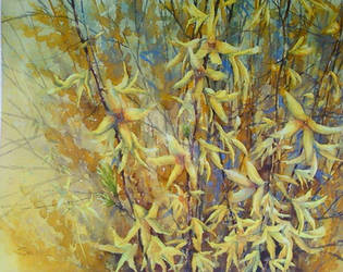 Forsythia