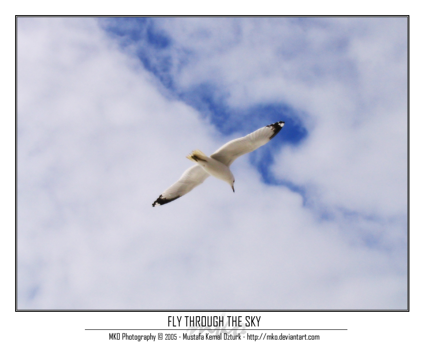 Fly Through The Sky