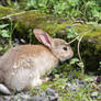 The Grasmere Rabbit