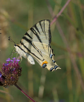 Swallowtail no.3