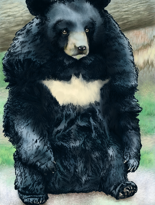 Batbear (3DS)