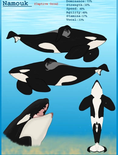 Sea sanctuary Captive orca Namouk by Rhiangunnarsen on DeviantArt
