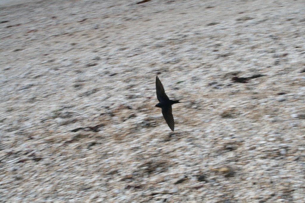 Oiseau '13 - Sea Swallow by Owps