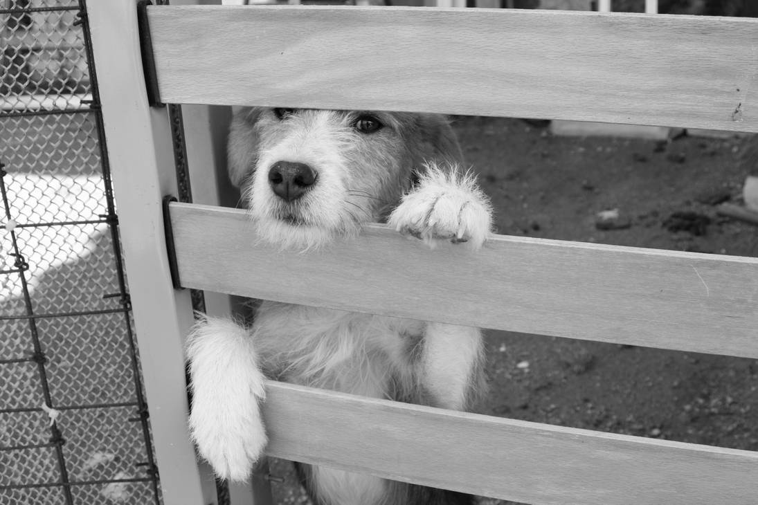 Chien '13 _ Release me by Owps