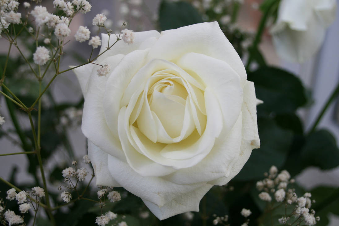 Fleur '3 _ White Rose by Owps