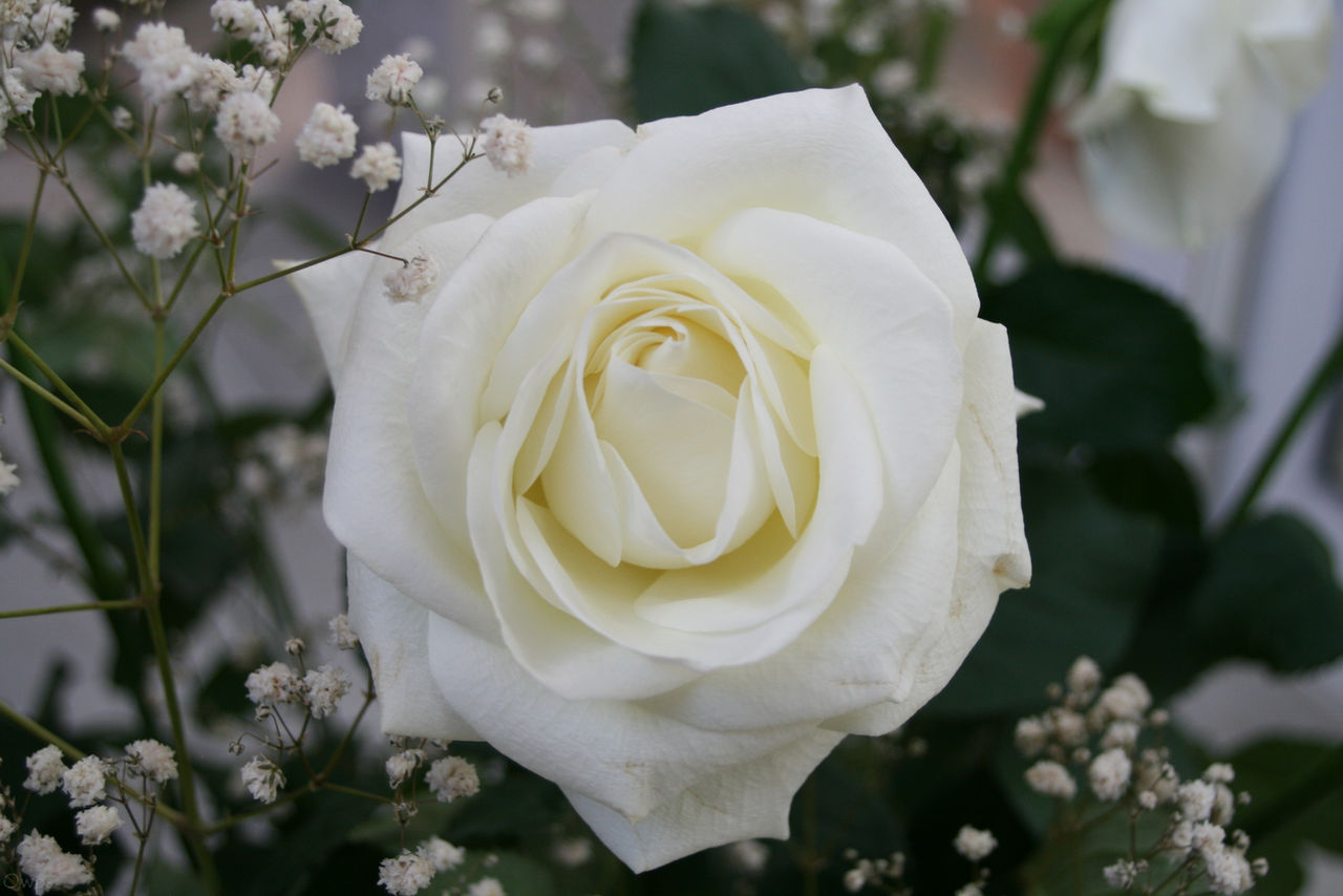 Fleur '3 _ White Rose by Owps