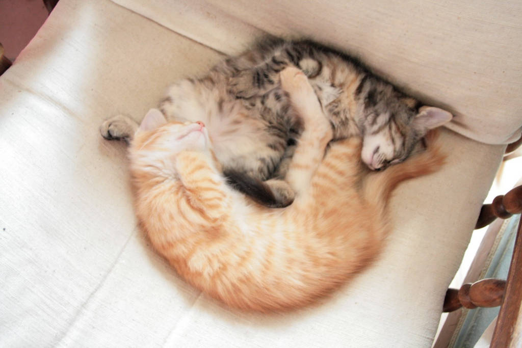 Sleeping kitties - Yin and Yang by Owps