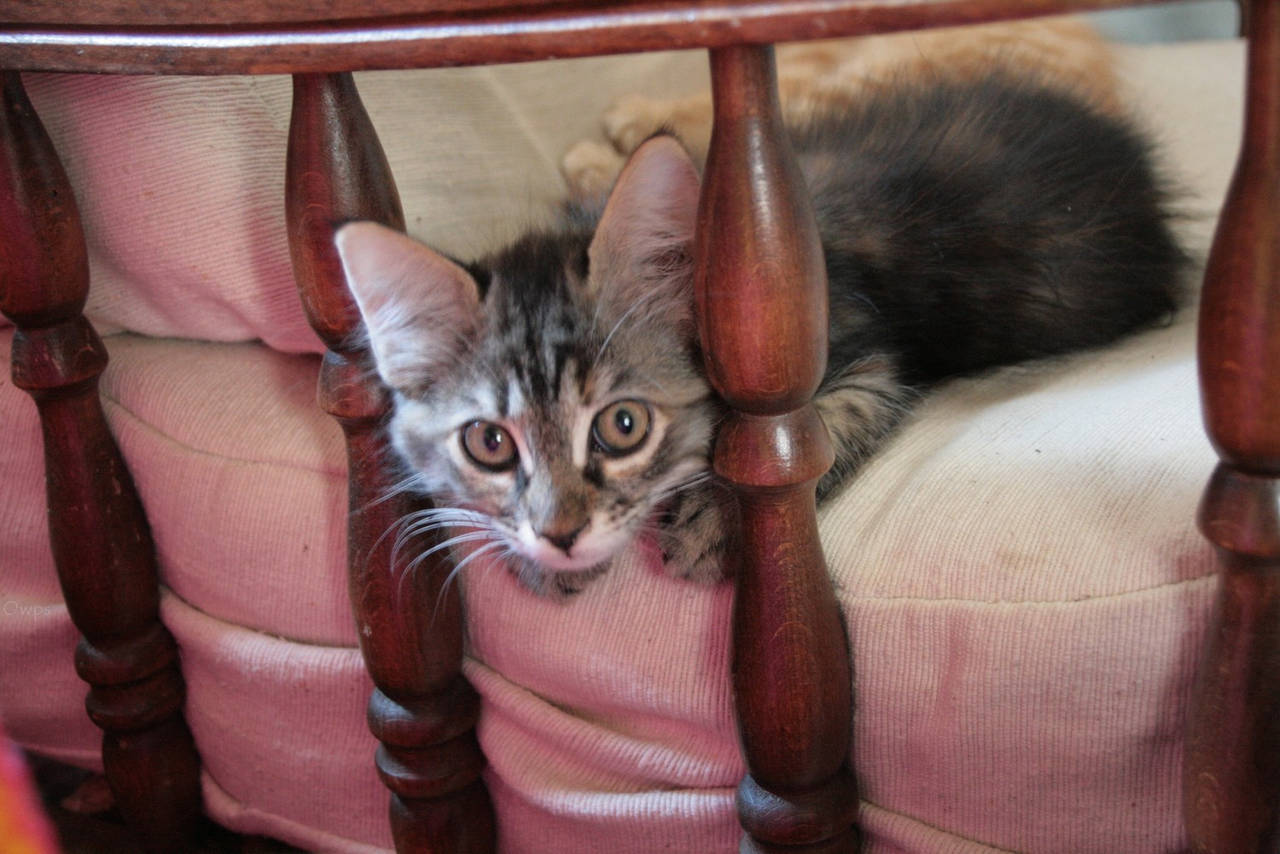 Suspicious Kitty by Owps