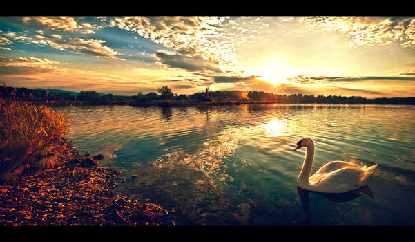 Once upon a swan
