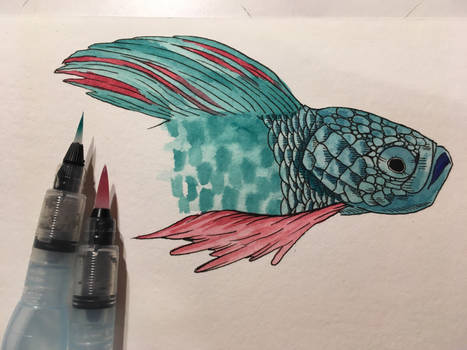 Betta fish