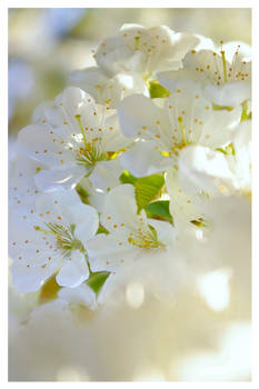 White blossom