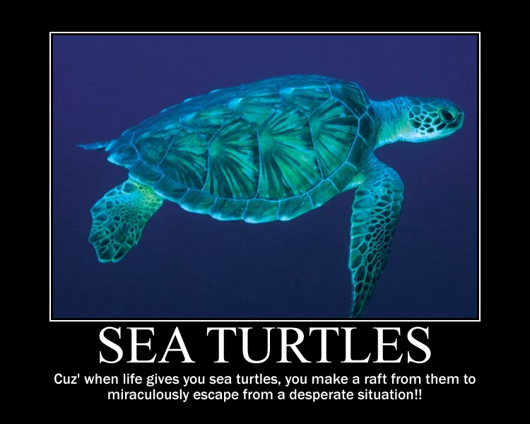 SEA TURTLES, MATE!