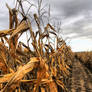 Corn Rows:  Row after Row