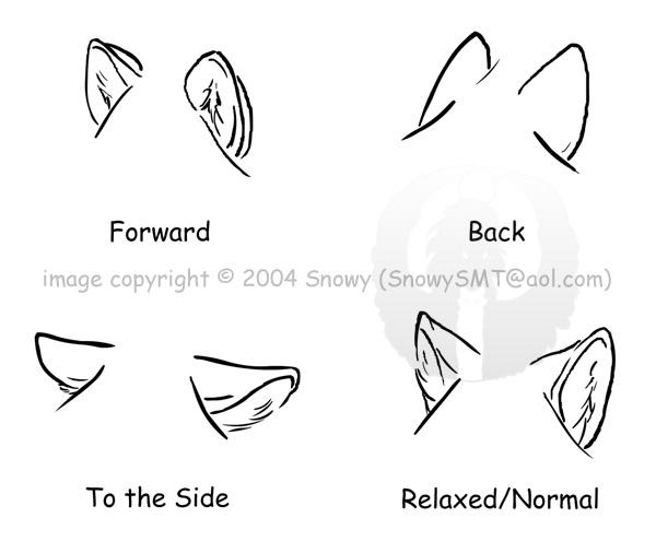 Wolf Ears By SnowySMT On DeviantArt