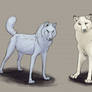 Comparing white wolves