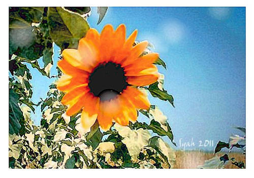 Sunflower Greeting Card