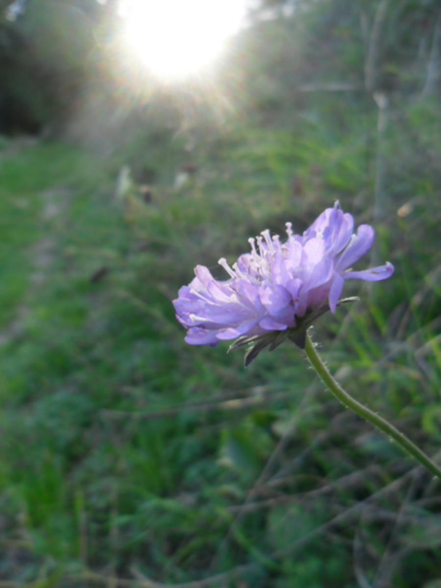 a beautiful flower