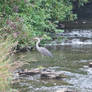 Heron with Cascades - 2013