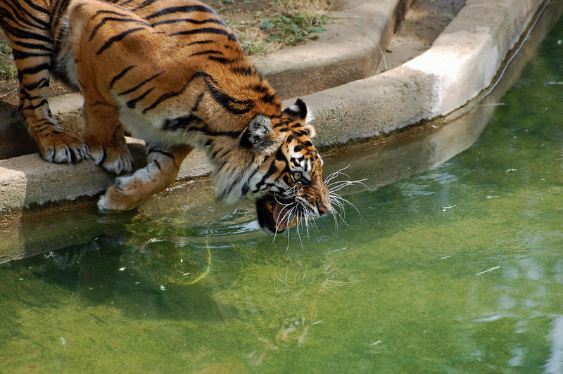 Sumatran Tiger: Wicked 'Smile'