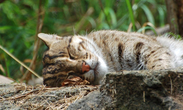 Sleeping Fisherman