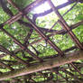 Trellis