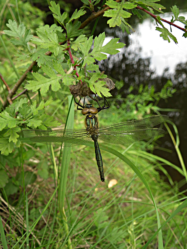 Dragonfly