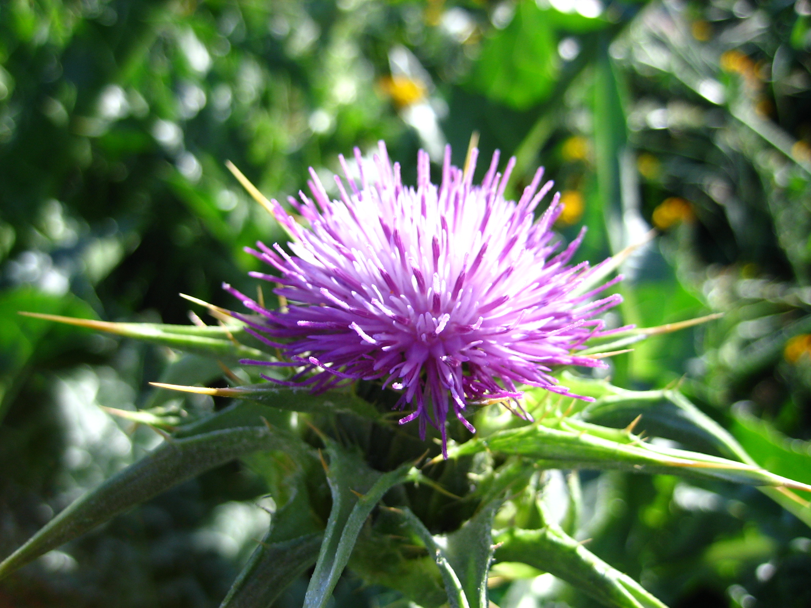 White Violet Thistle