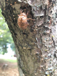 Empty cicada carapace