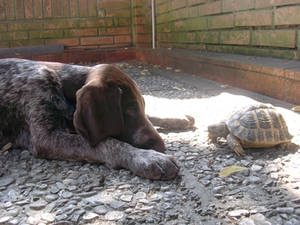 The Tortoise and the Dog