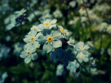 Myosotis