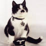 Hitler cat