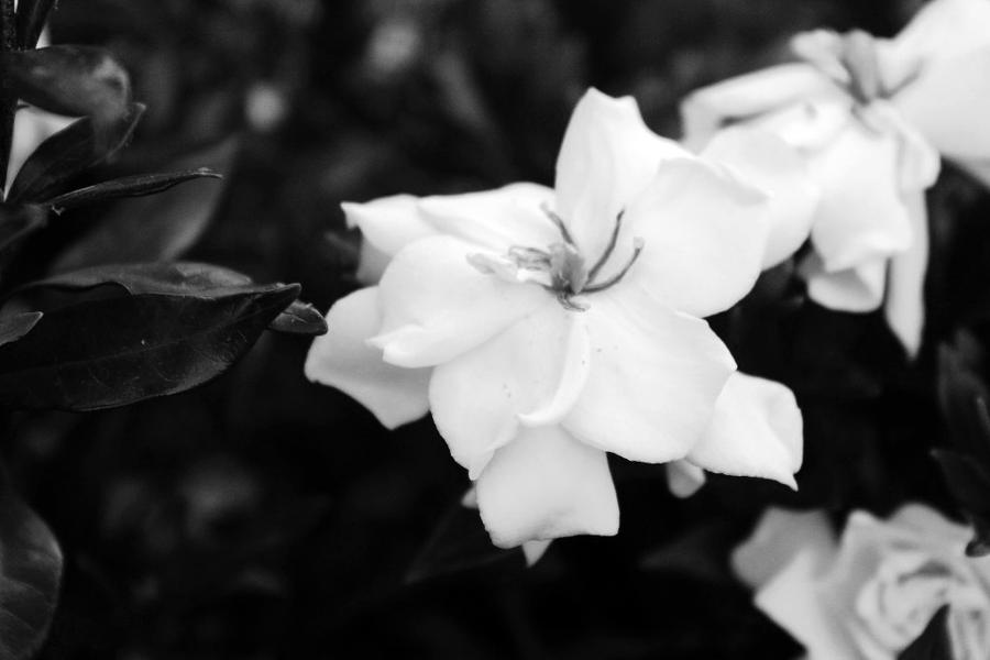 Black and White Flower