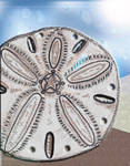 Colored Sand Dollar for print by Taiya001