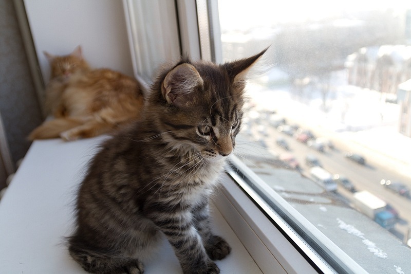 Kitten flock