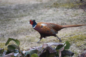 Pheasant