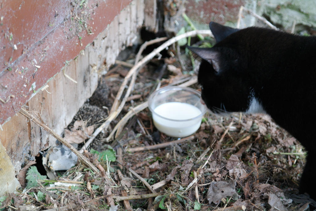 Cat sees hedgehogs and milk