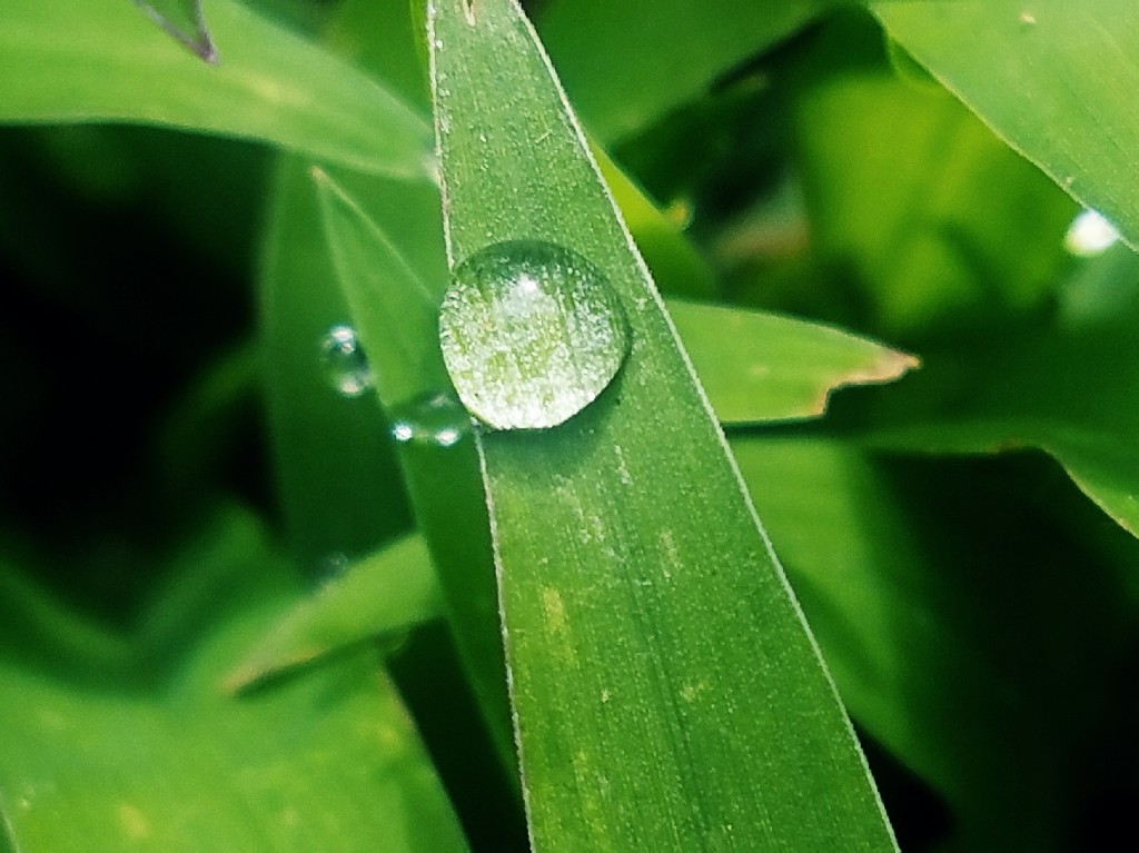 Morning Dew