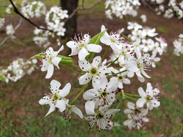 Beautiful Dogwoods