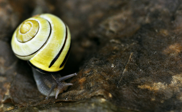 snail 3