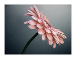 flower c by seafoodmwg