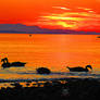 Canadian Geese Fire Storm