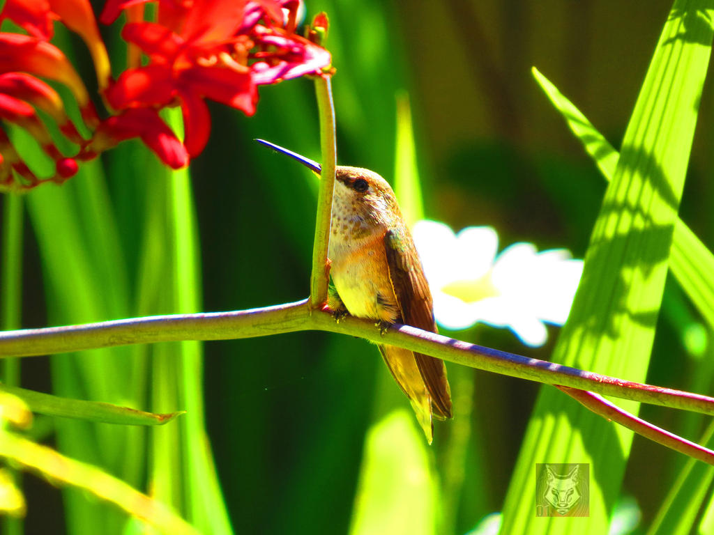 Humming Bird With Flower