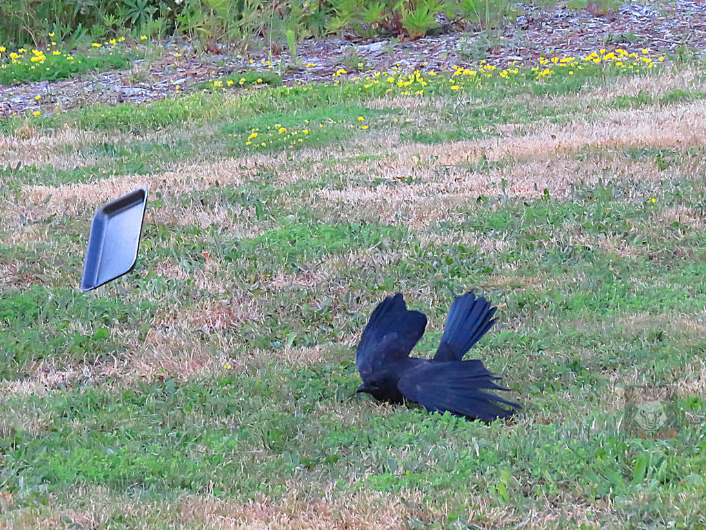 Why Crows Fly