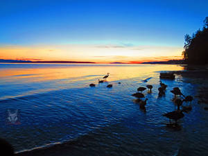 Foraging In Water Sunset