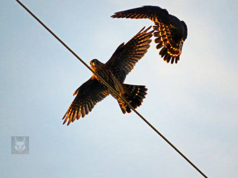 Flying Bird Kick VS Falcon Punch