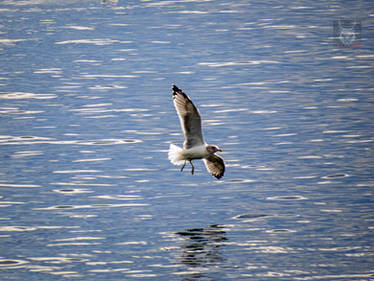 Banking Seagull