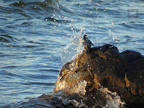 A Wave Against A Kingfisher