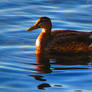 Duck In Sunlight