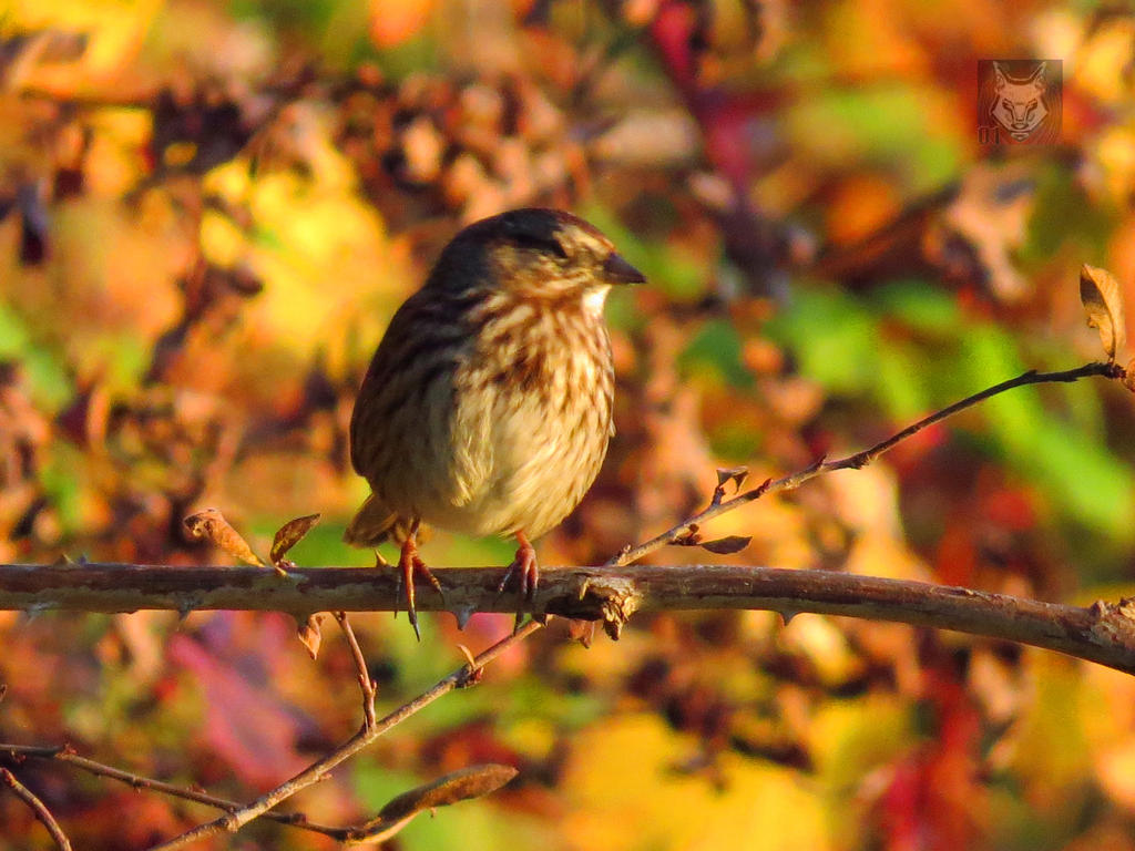 Sleepy Sparrow On Branch