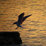 Seagull Descending Upon Rock